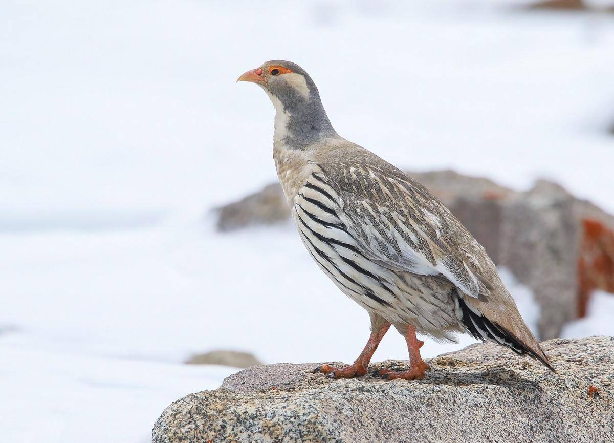 Tibetan Snowcock