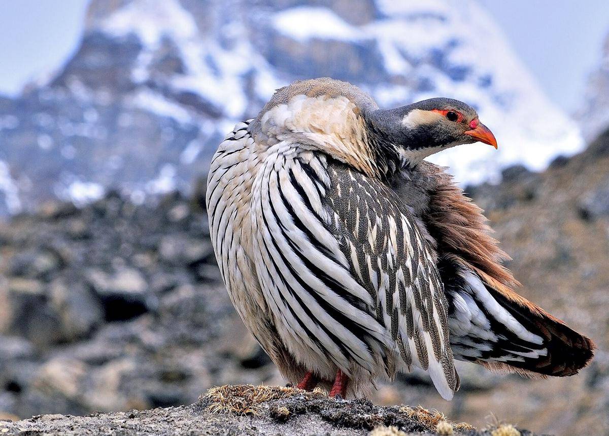 Tibetan Snowcock