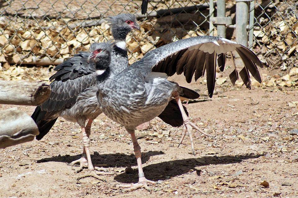 burung penjerit meregangkan tubuh (commons.wikimedia.org/5of7)