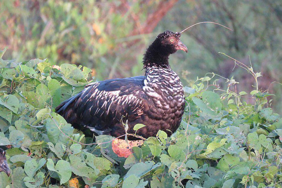burung penjerit bertanduk di habitat asli (commons.wikimedia.org/Vincent Vos Bolivia)