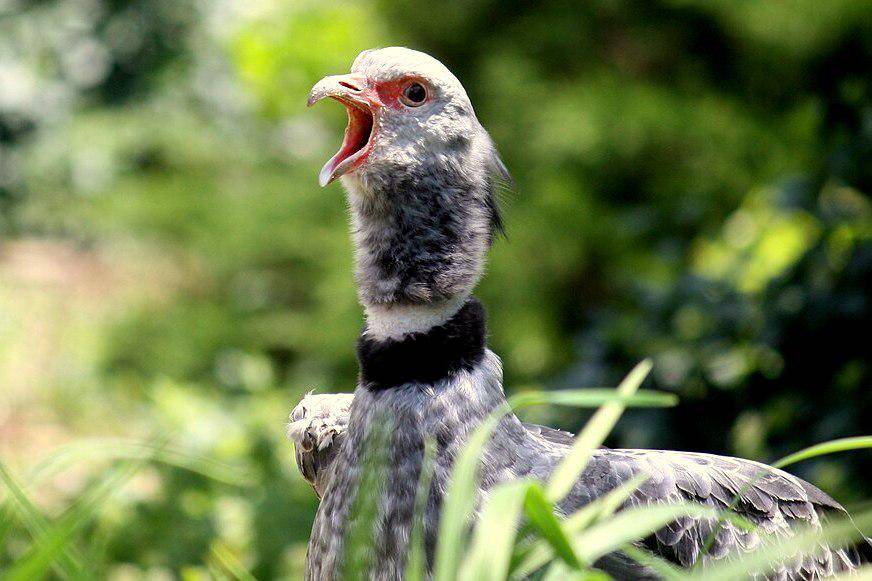 Burung penjerit mengeluarkan suara lantang. (commons.wikimedia.org/Ltshears)