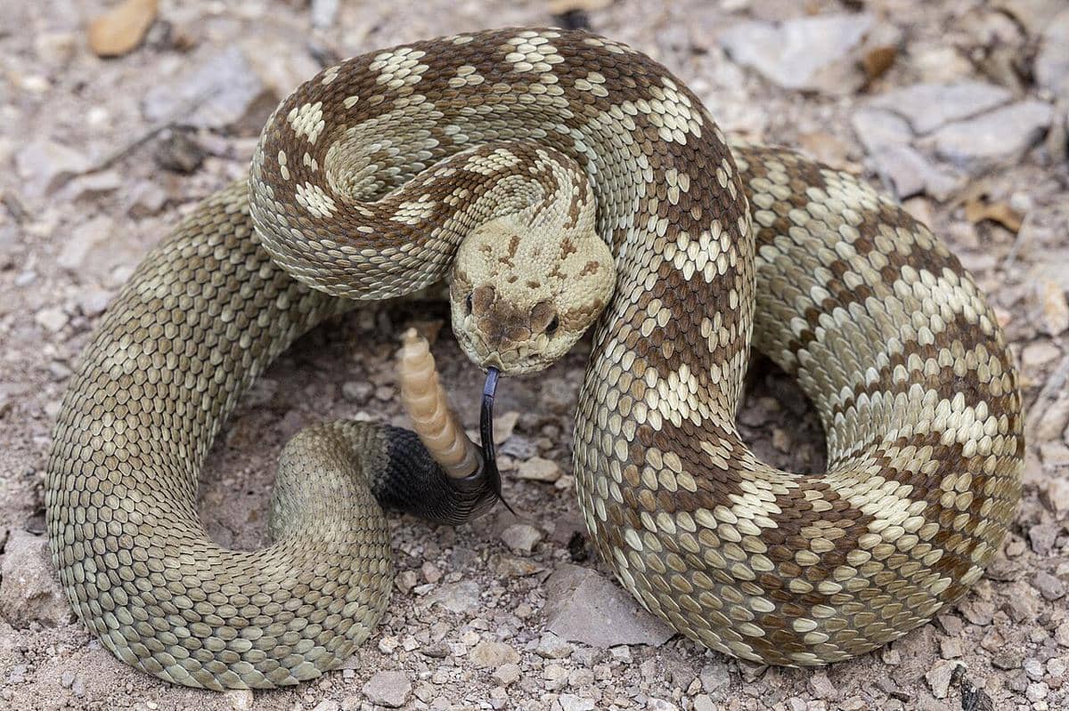 Apakah Hanya Ular Derik yang Menggoyangkan Ekornya?