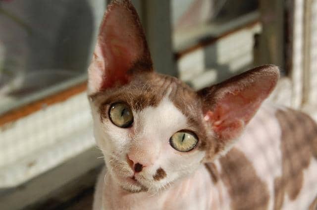 kucing Devon Rex (commons.wikimedia.org/AnthonyIvanoff)