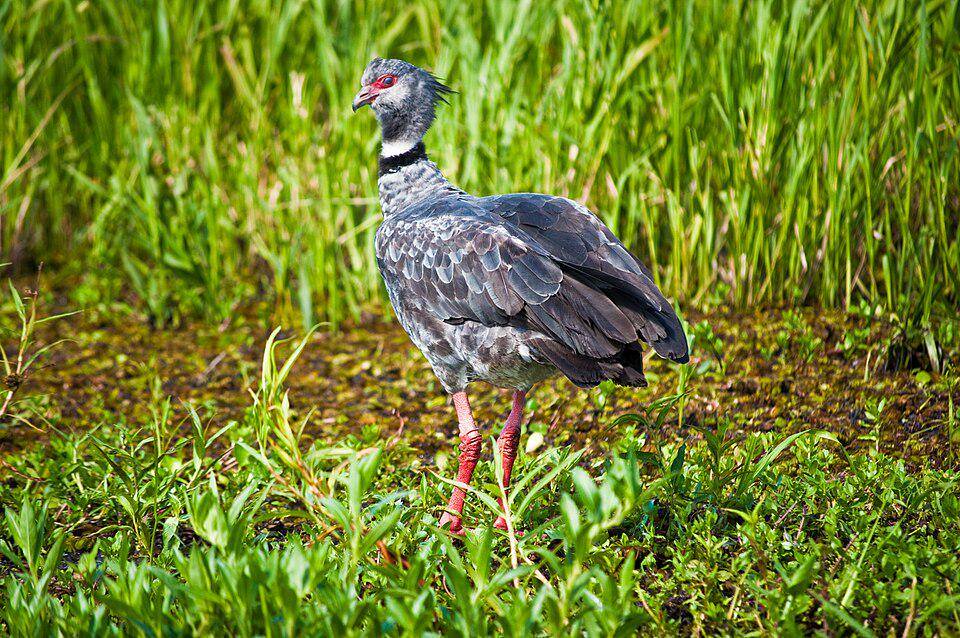 tampilan sekujur tubuh burung penjerit (commons.wikimedia.org/Phillip Capper)