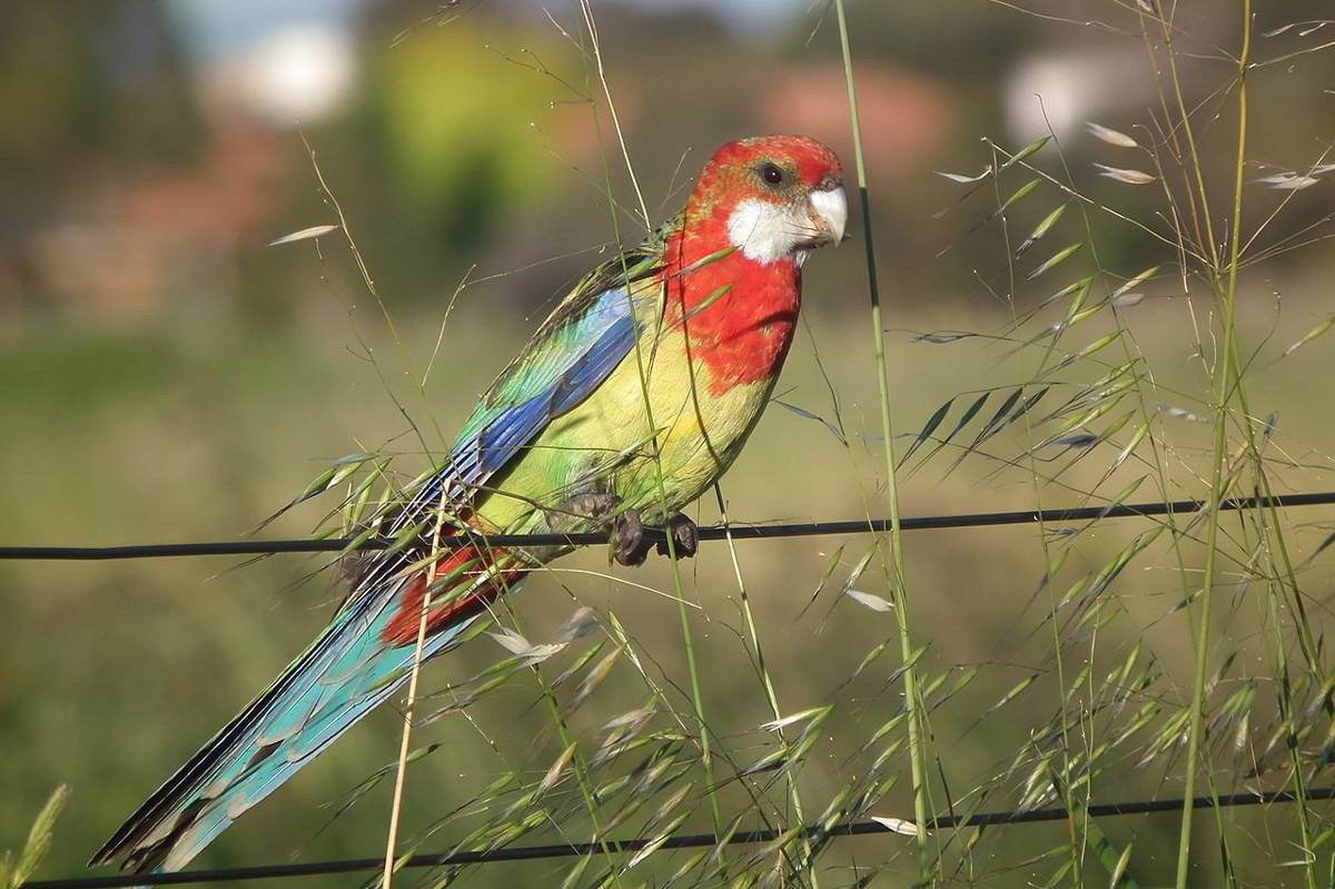 Burung Rosella Timur