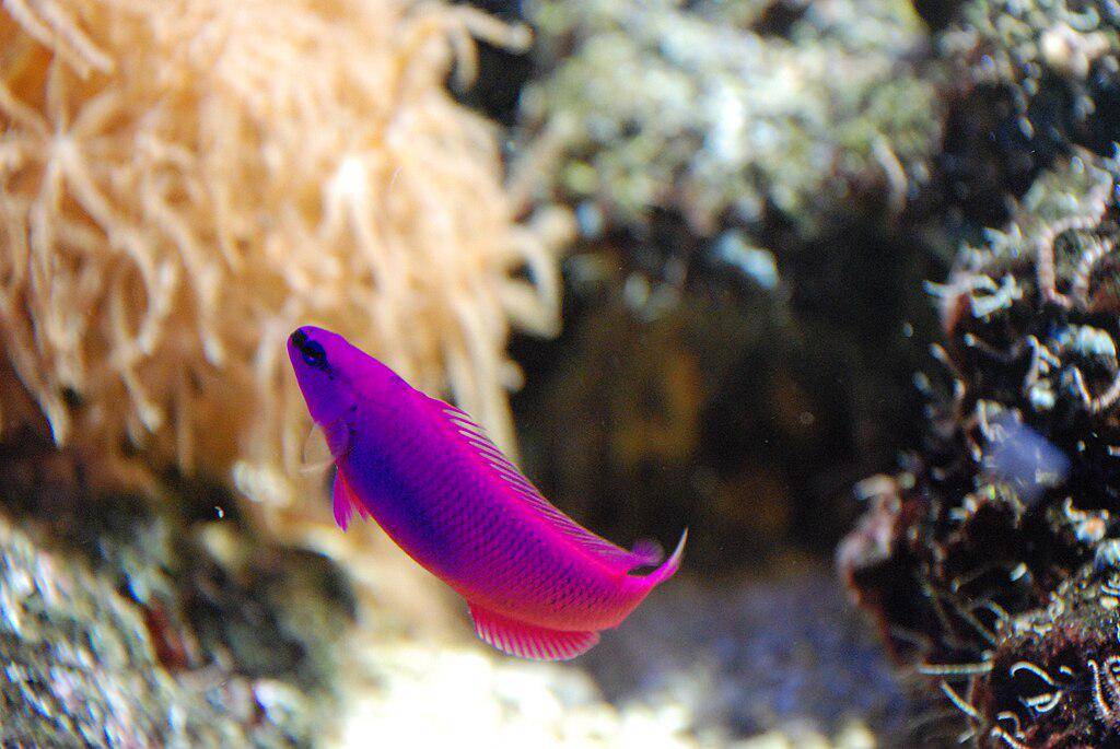 Orchid Dottyback