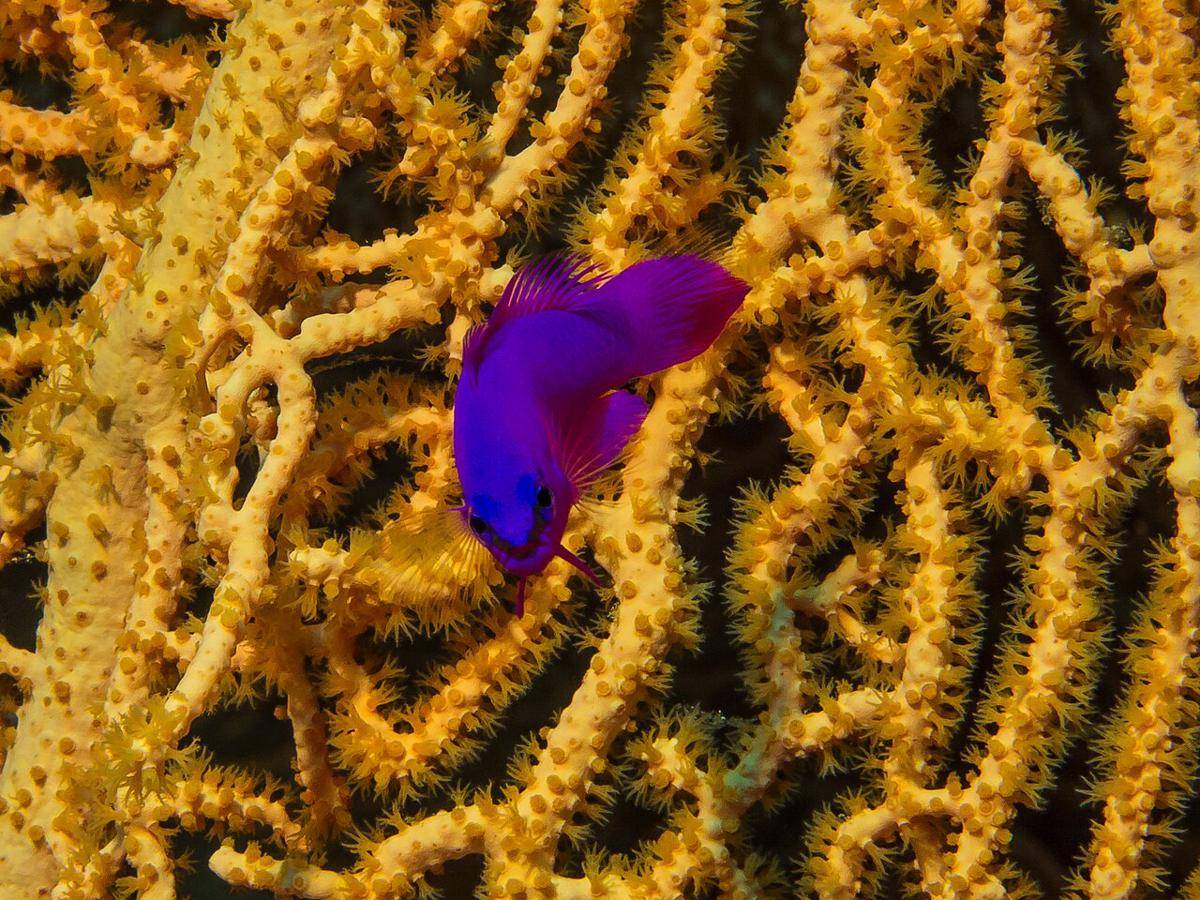 Orchid Dottyback