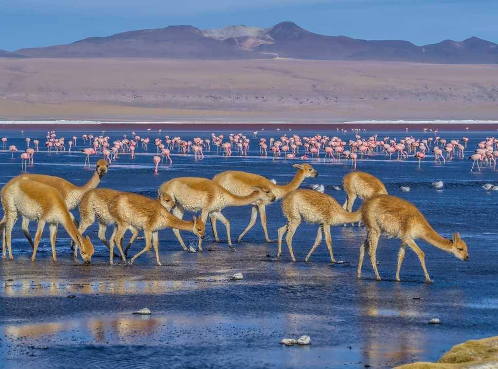 Vicuña