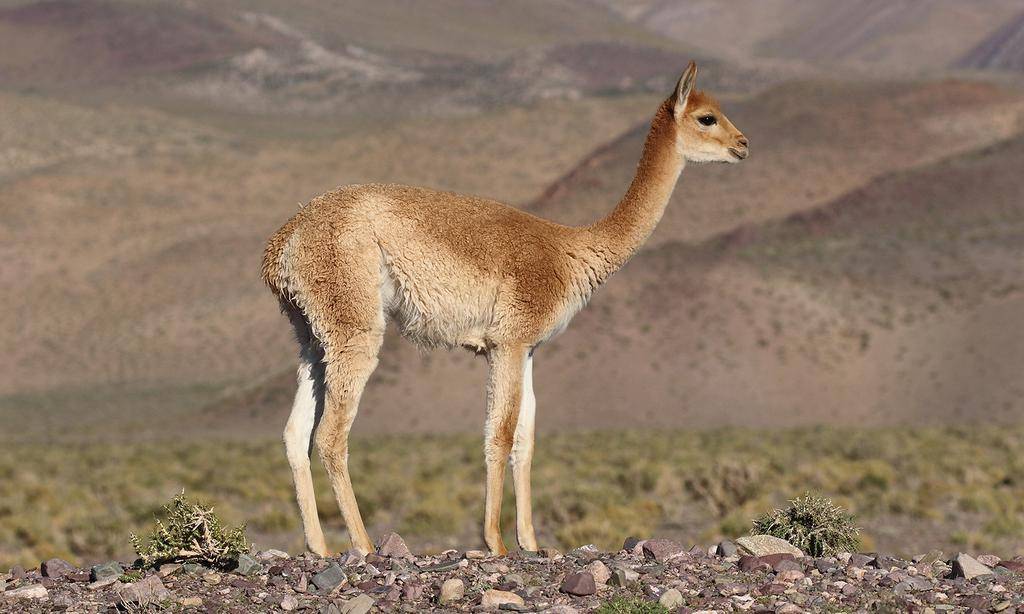 Vicuña