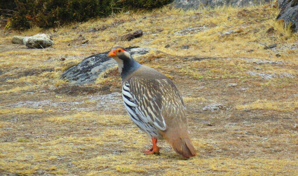 Tibetan Snowcock