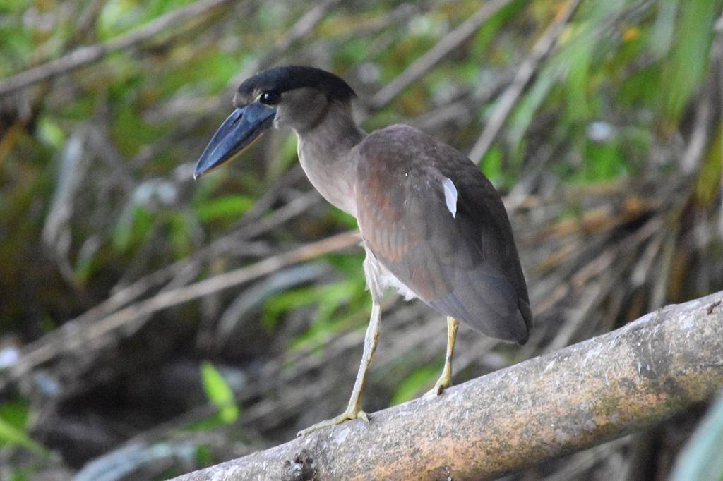 Boat-billed Heron