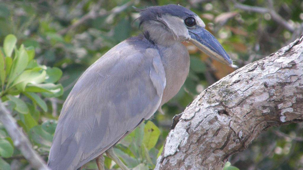 Boat-billed Heron