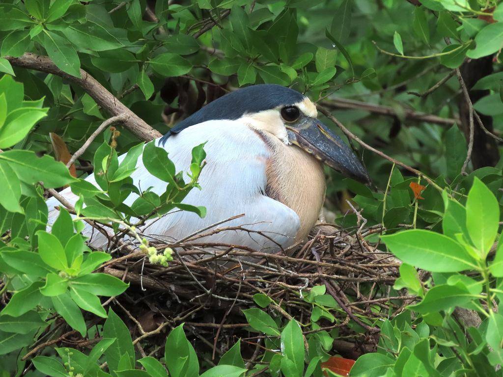 Boat-billed Heron