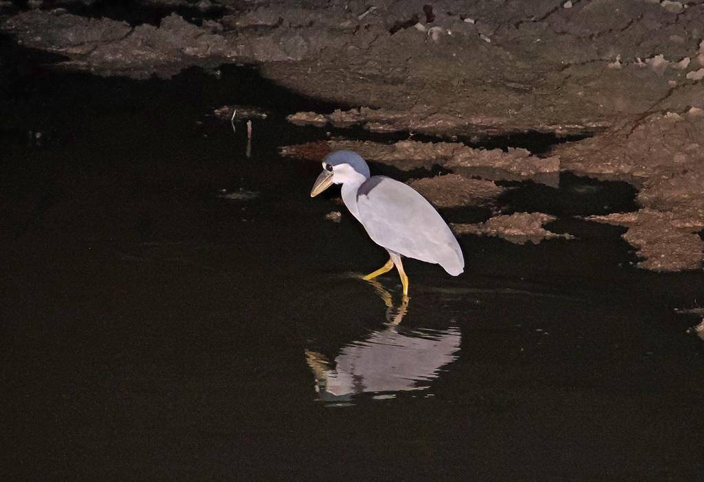 Boat-billed Heron