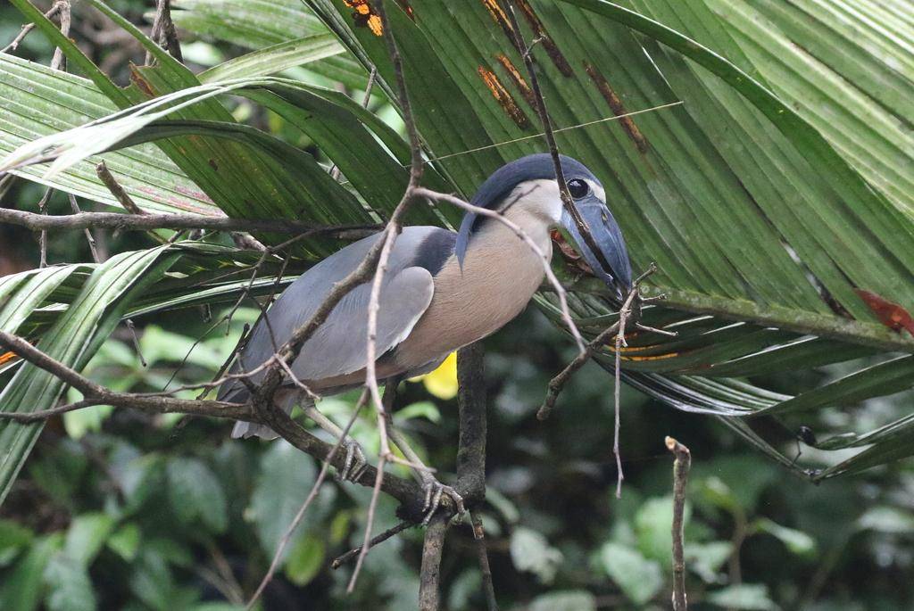 Boat-billed Heron