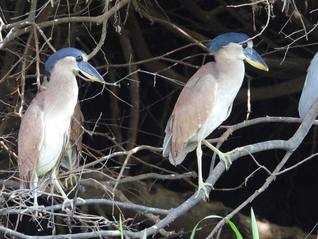 Boat-billed Heron