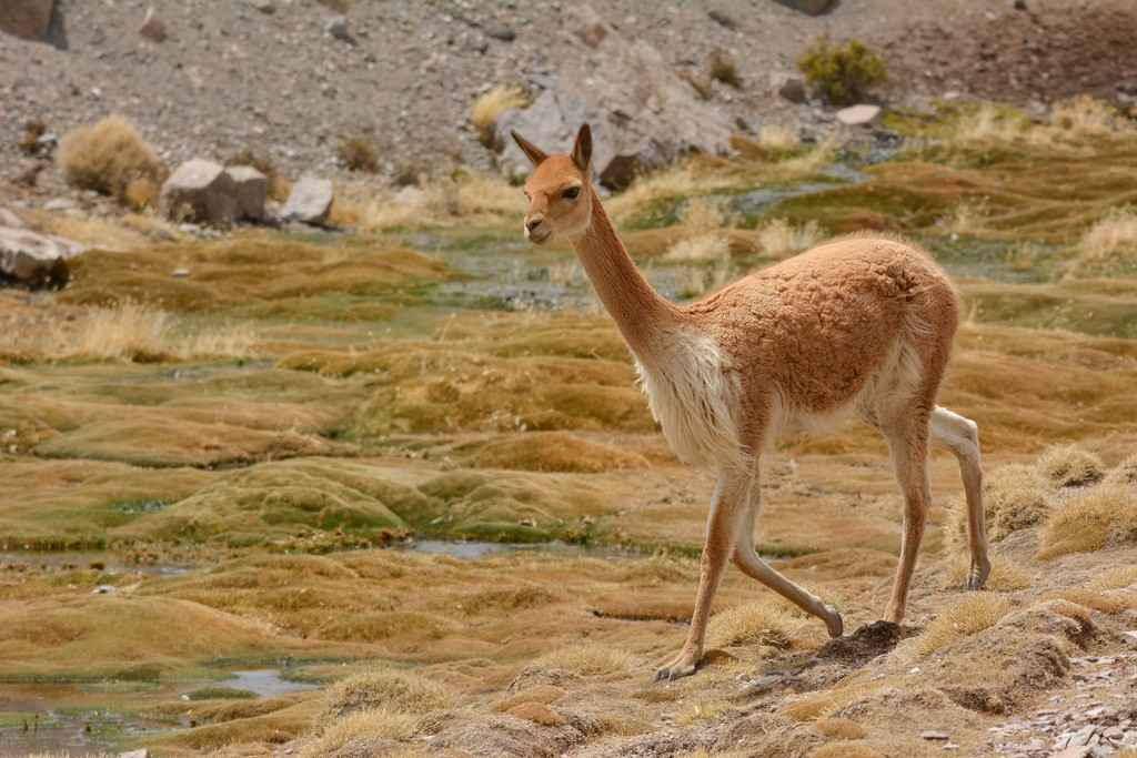 Vicuña