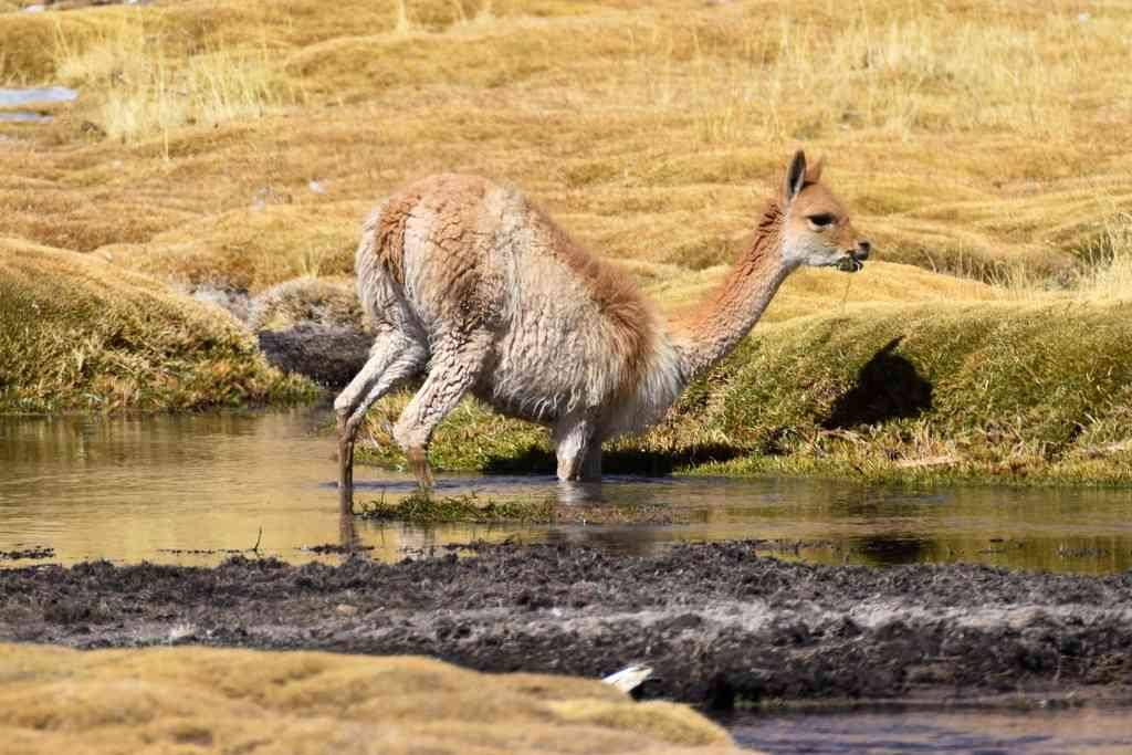 Vicuña