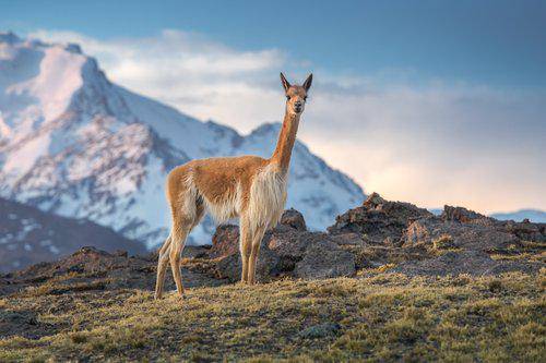 Vicuña