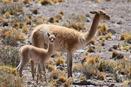 Vicuña