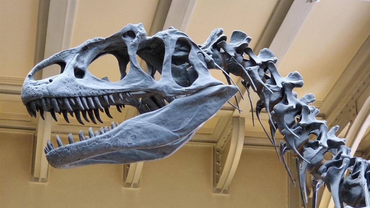 Fosil kepala dan tulang leher Allosaurus berwarna abu-abu dipajang di dalam museum dengan latar langit-langit berstruktur baja.