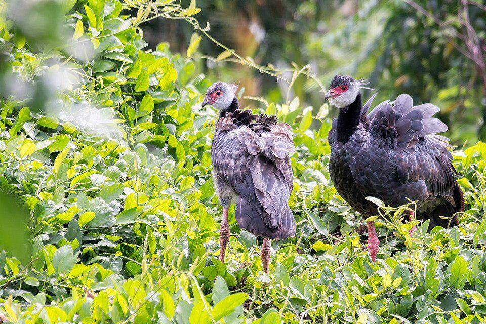 sepasang burung penjerit di habitat asli (commons.wikimedia.org/Fernando Flores)