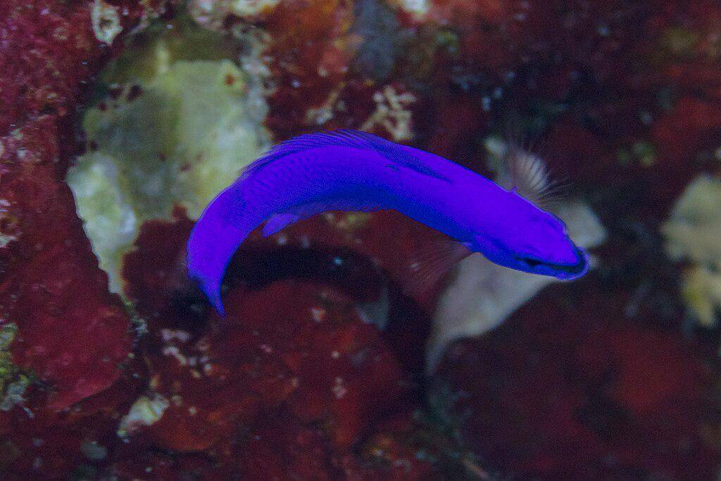 Orchid Dottyback