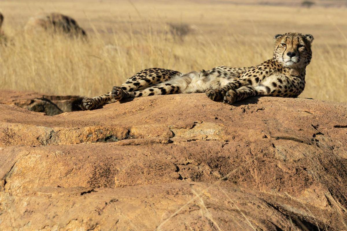 cheetah