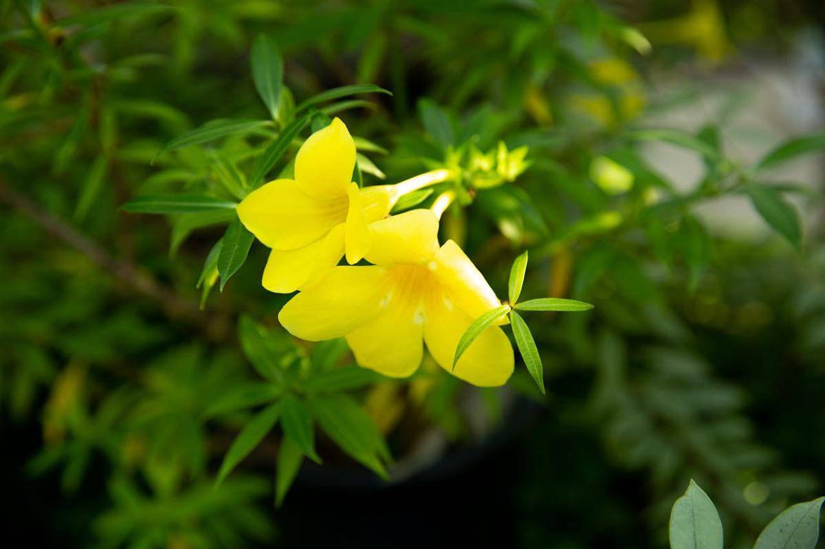 ilustrasi bunga allamanda (pexels.com/Ryutaro Tsukata)