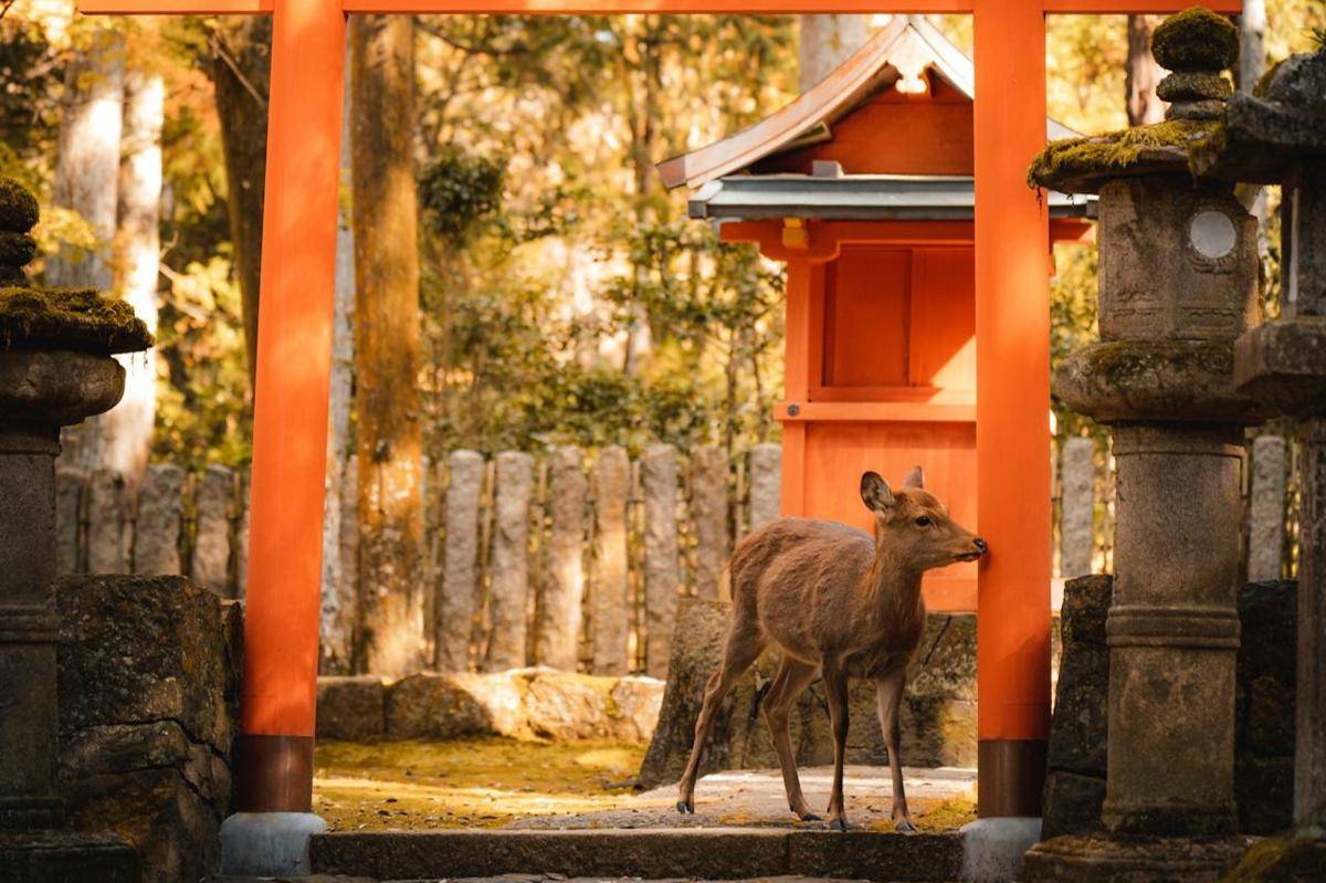 ilustrasi rusa di Nara Park Jepang (pexels.com/Willian Justen de Vasconcellos)
