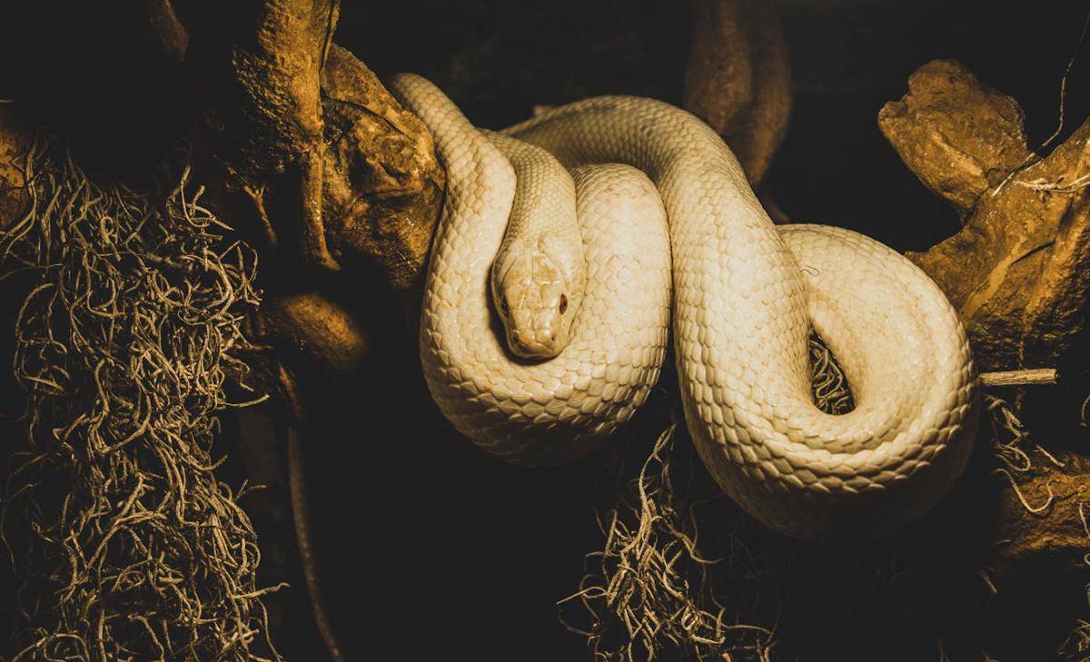 Ilustrasi ular (pexels.com/Photo by Worldspectrum)