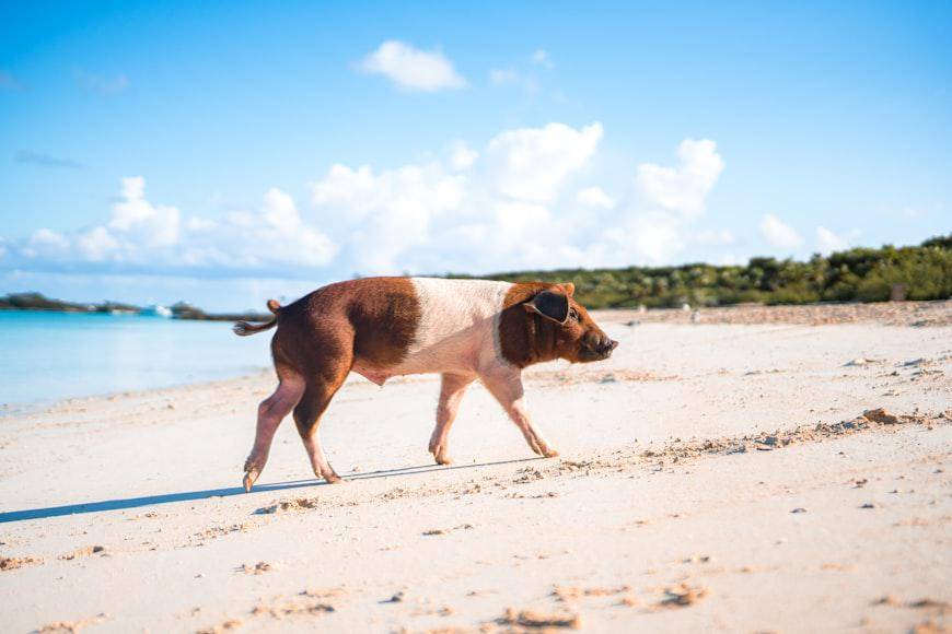 Pig Beach