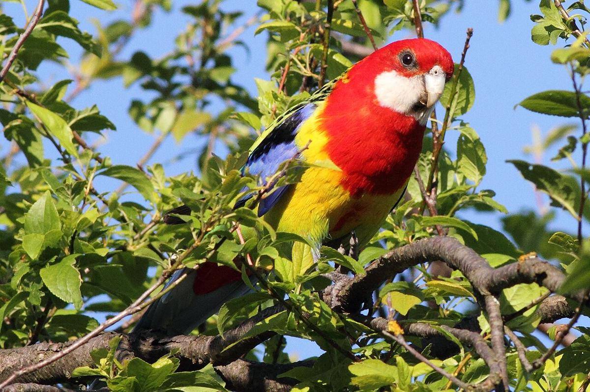 Burung Rosella Timur