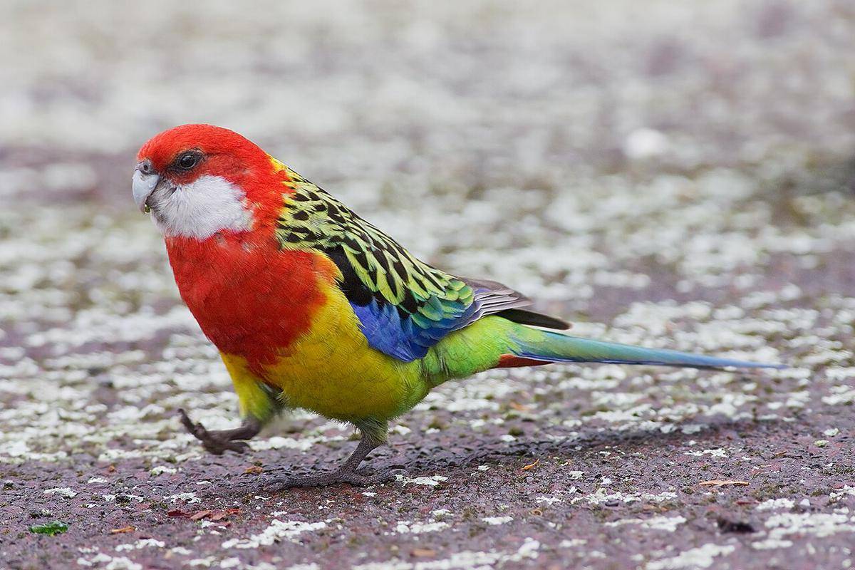 Burung Rosella Timur
