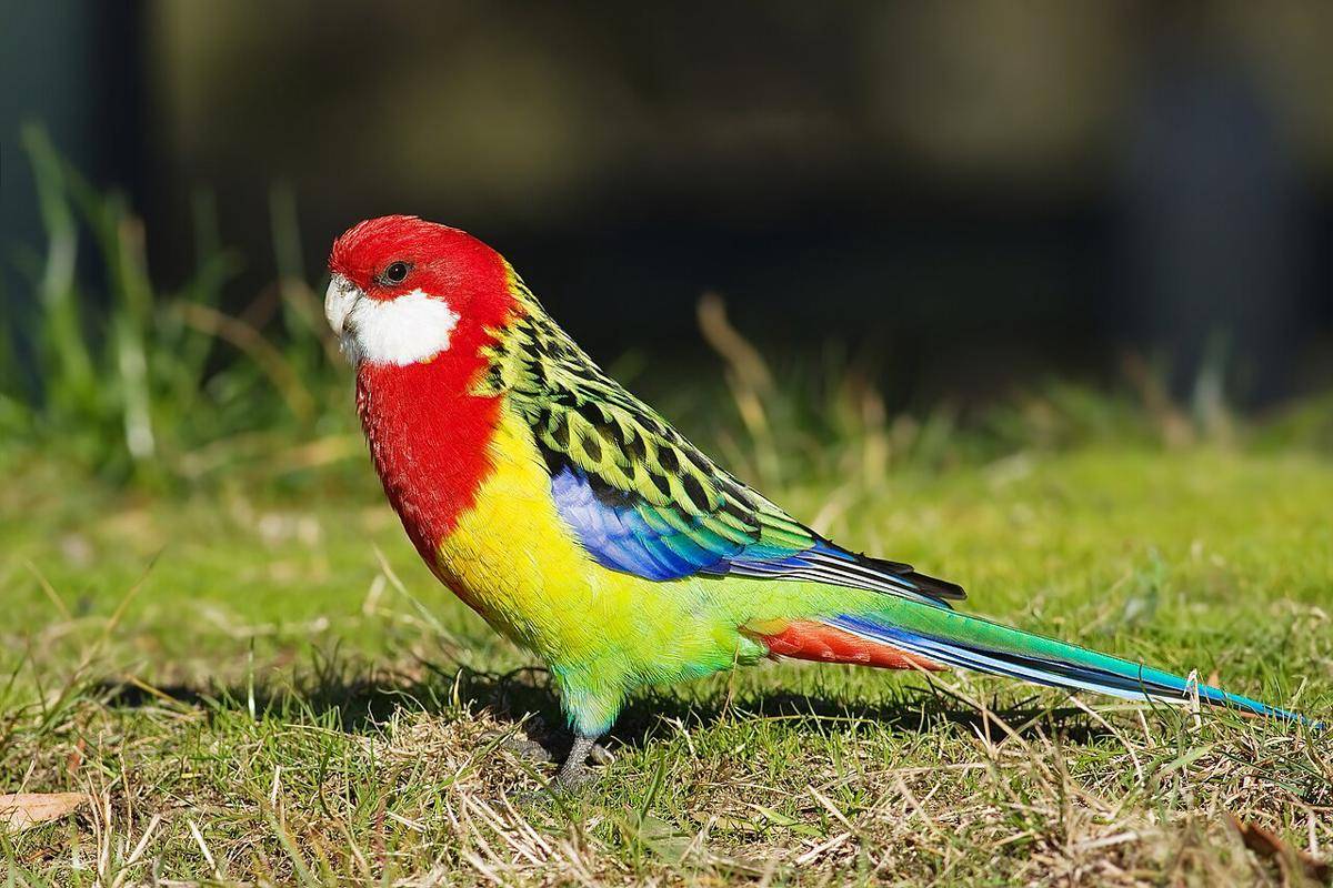 Burung Rosella Timur
