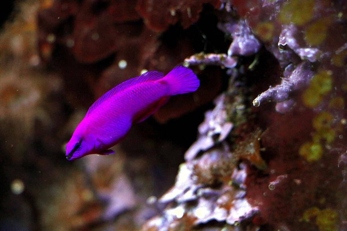 Orchid Dottyback