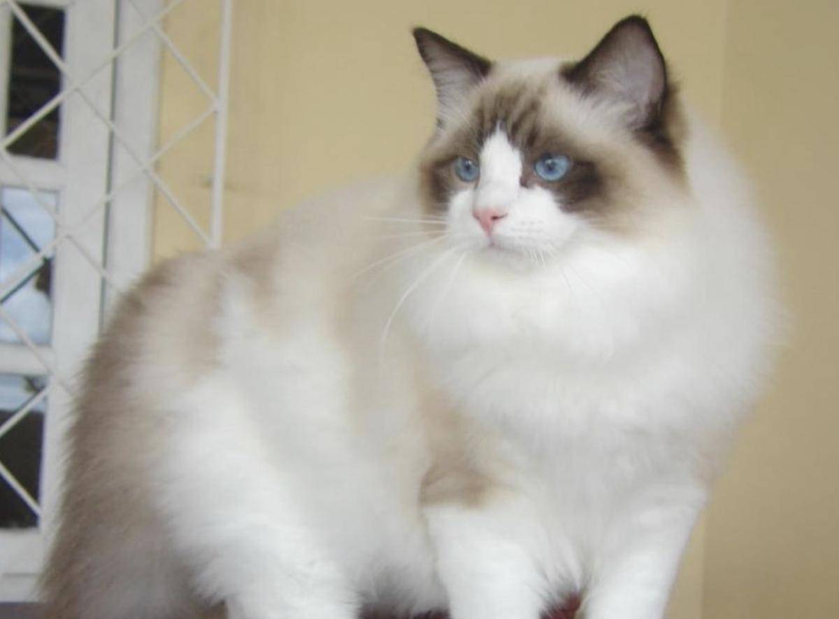 kucing ragdoll