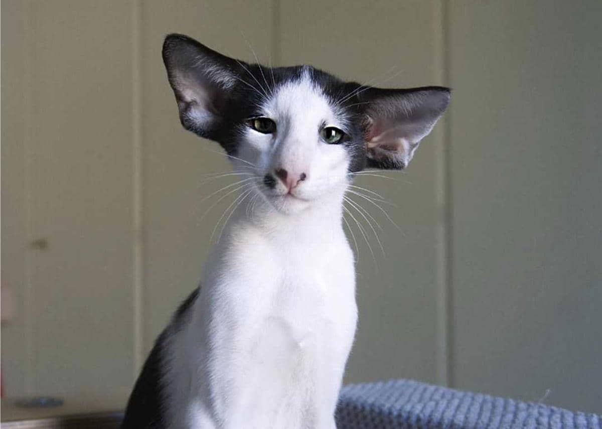 kucing Oriental Shorthair (dok. bioguardlabs.com)