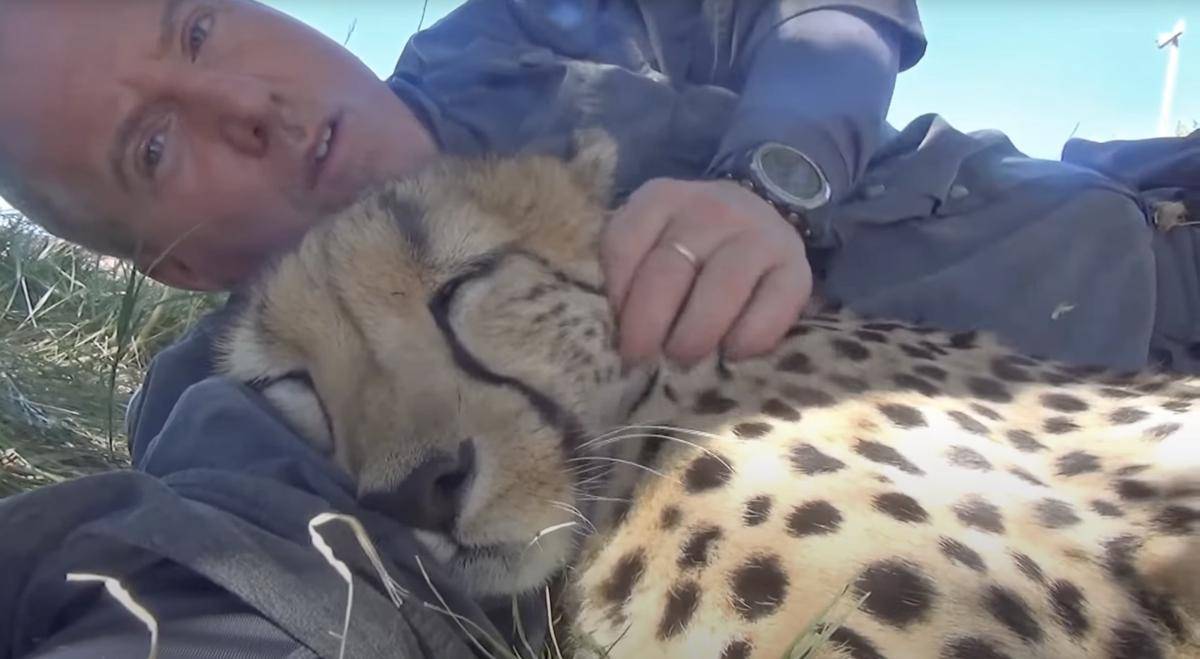 cheetah dan manusia