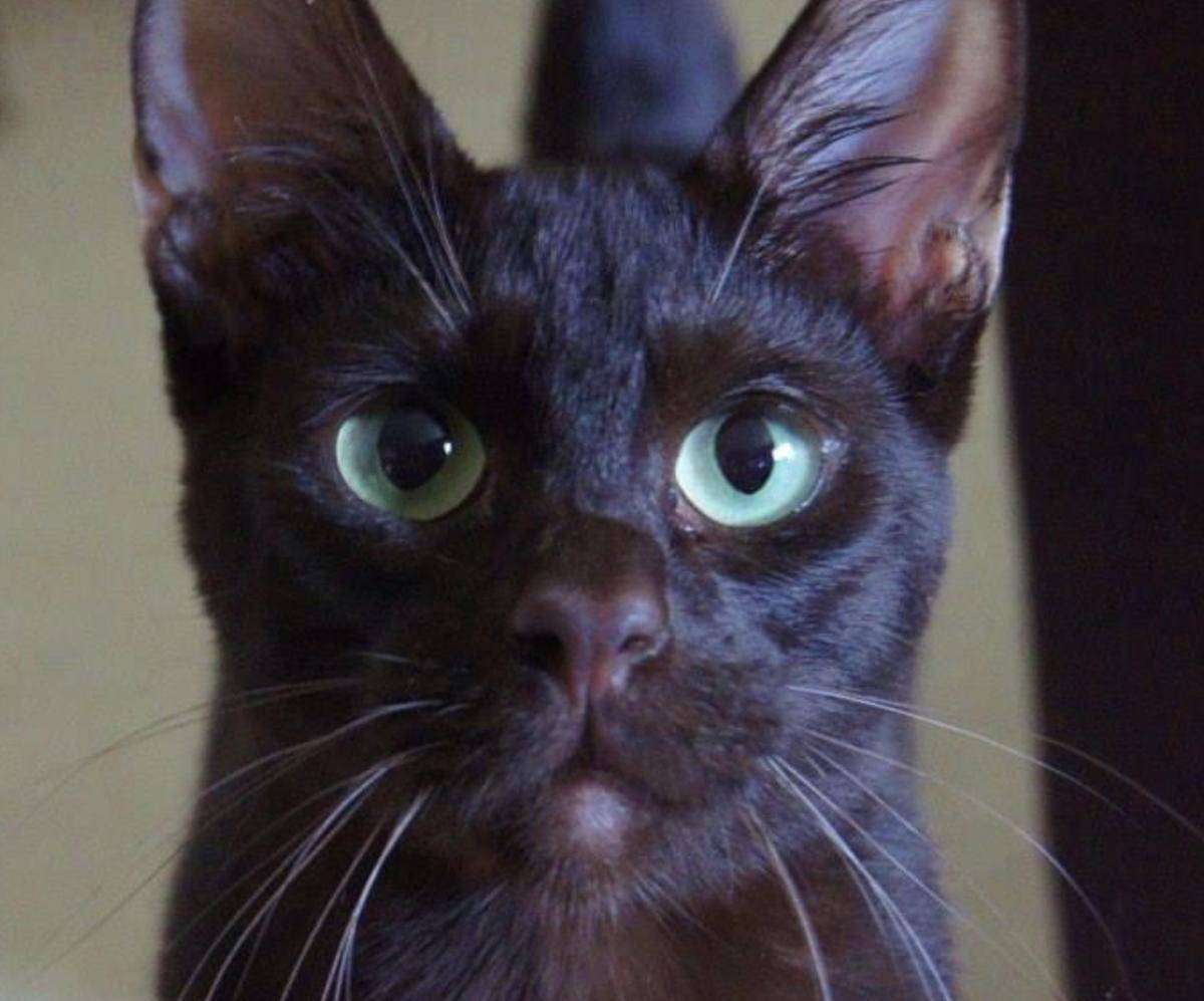 Kucing Havana Brown
