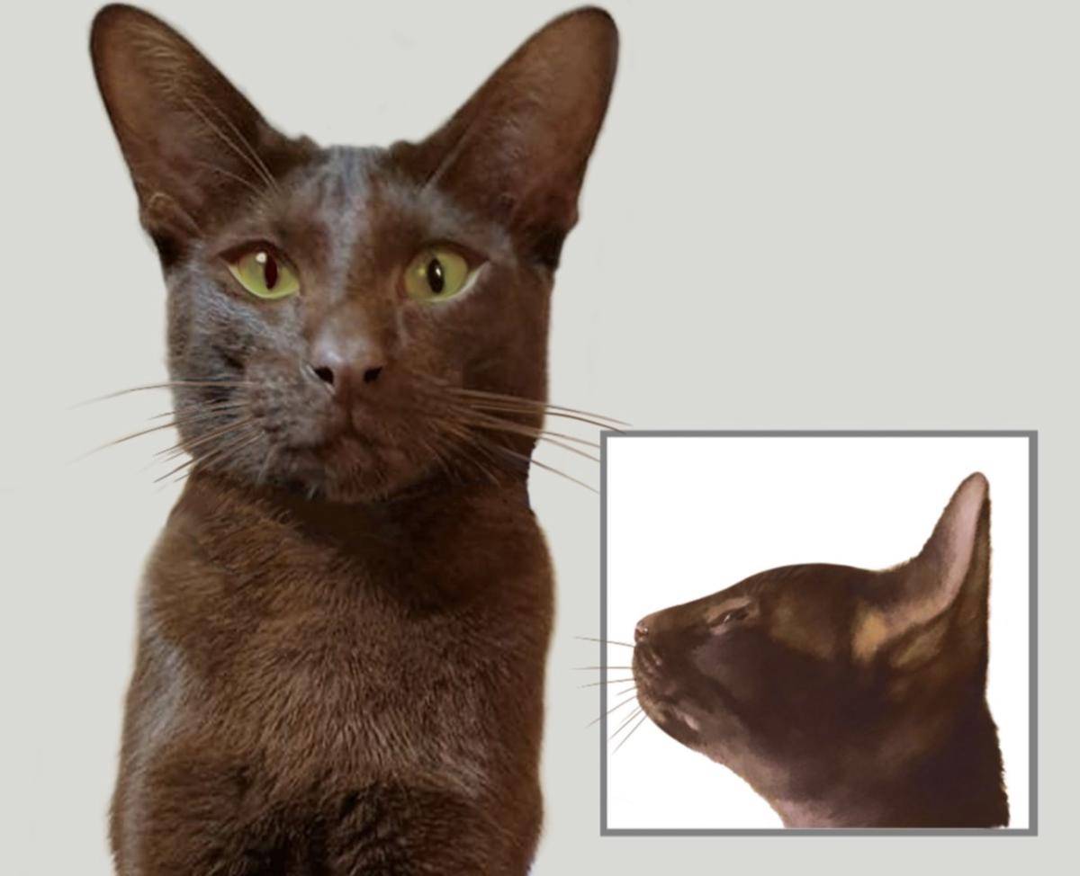 Kucing Havana Brown