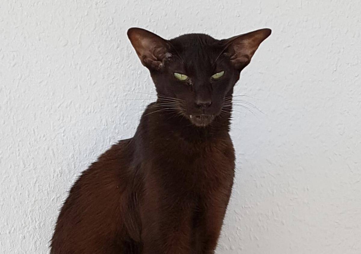 Kucing Havana Brown
