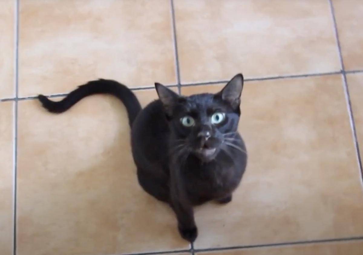 Kucing Havana Brown