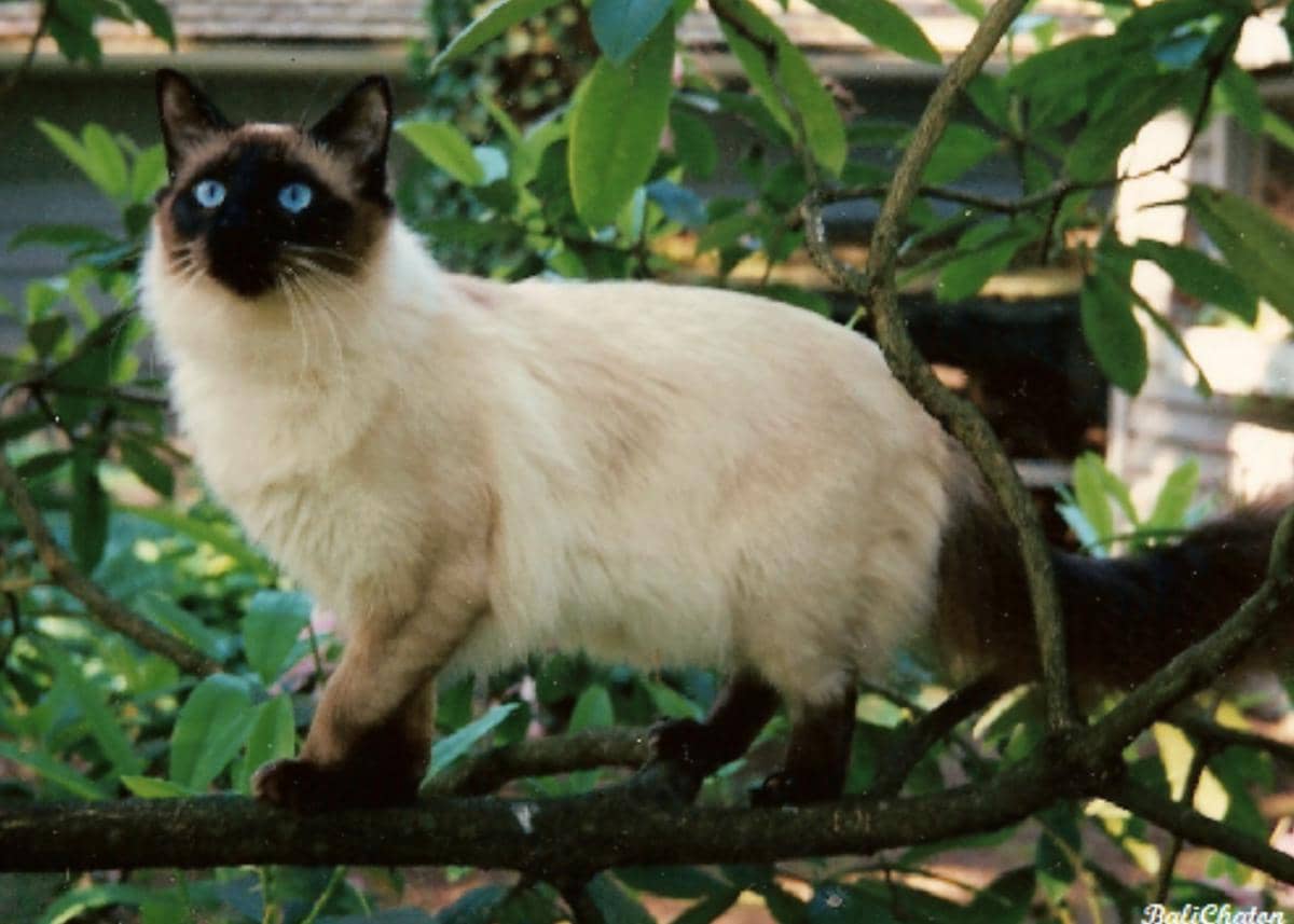 kucing Balinese (commons.wikimedia.org/MaryDesmond)
