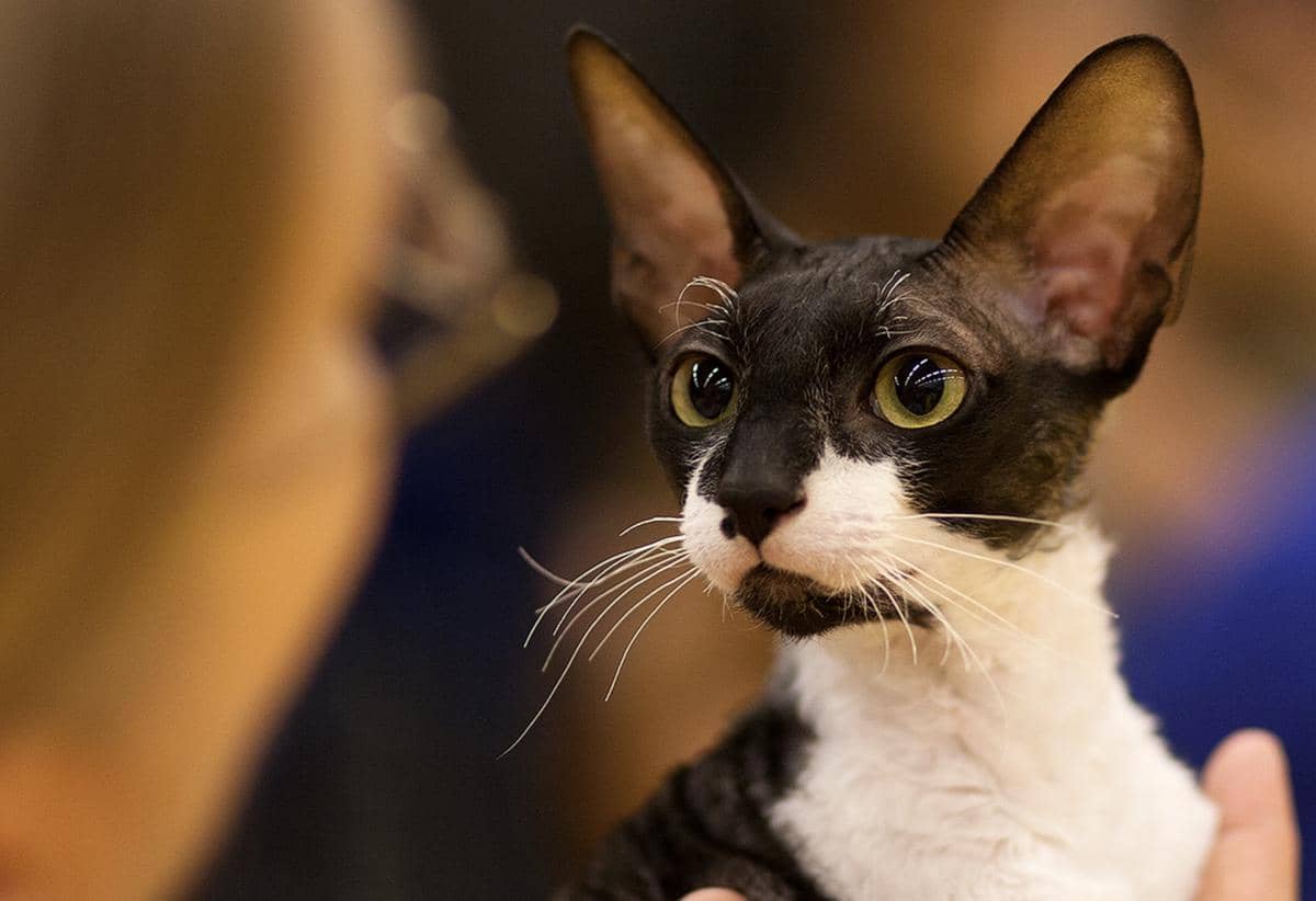 kucing Cornish Rex