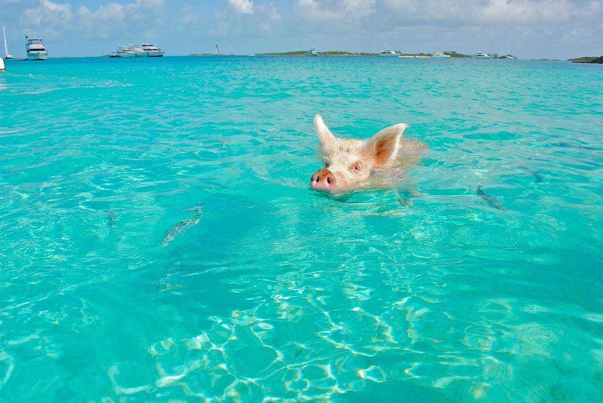Pig Beach