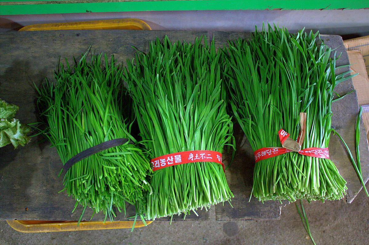 ilustrasi bahan membuat pajeon (commons.wikimedia.org/Mohamed Yahya)