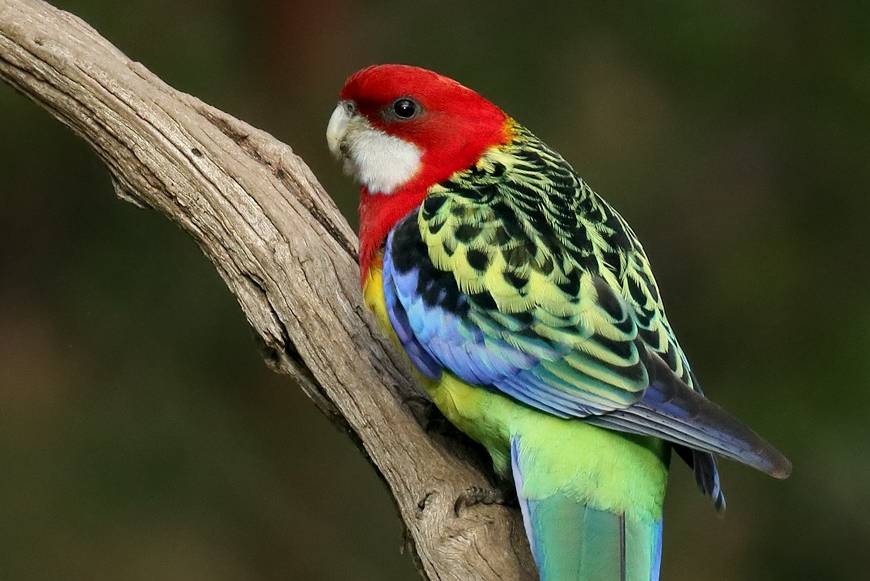 Burung Rosella Timur