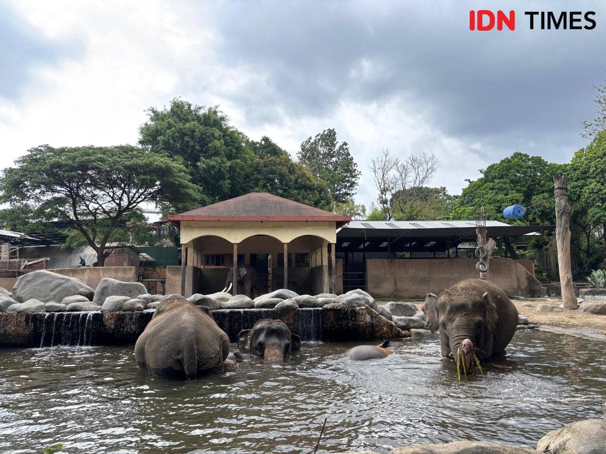 Gajah di Gembira Loka Zoo. (IDN Times/Herlambang Jati Kusumo)