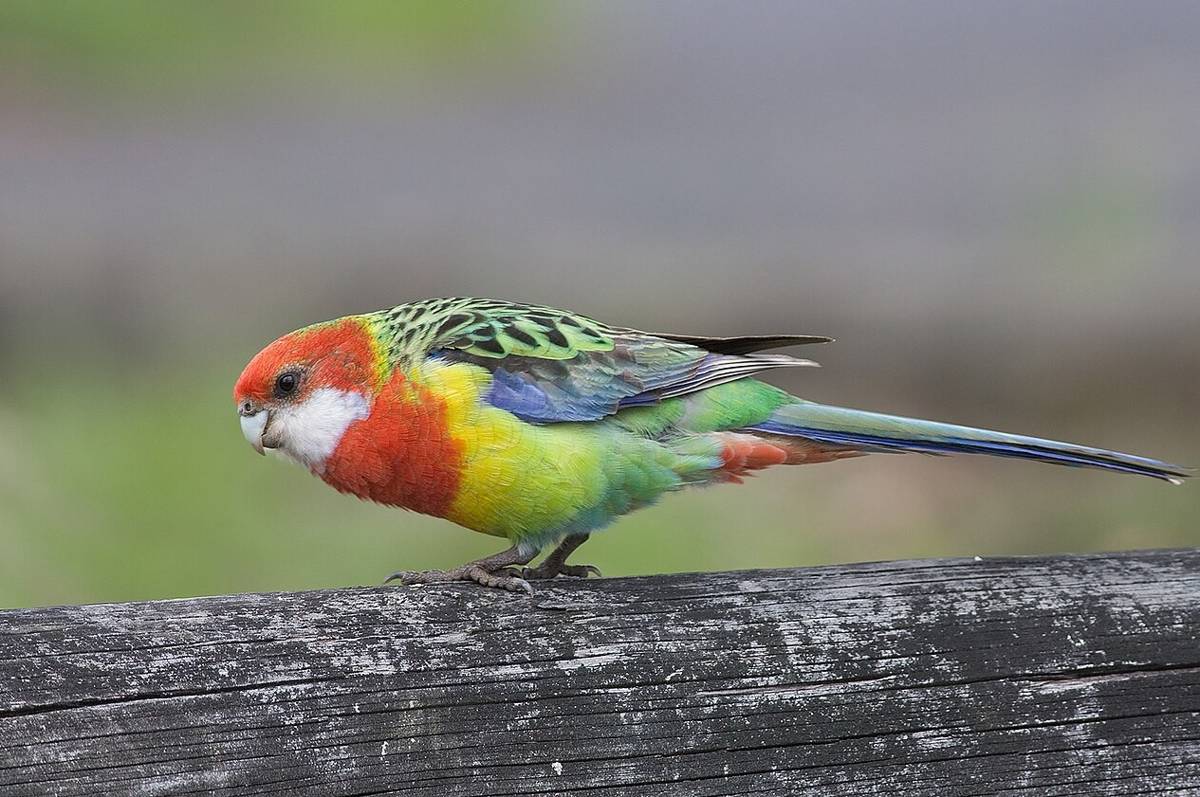 Burung Rosella Timur